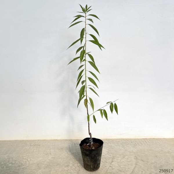 アーモンド：ホルスハーディ5号ポット