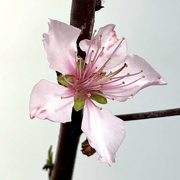 アーモンド：ホルスハーディ5号ポット