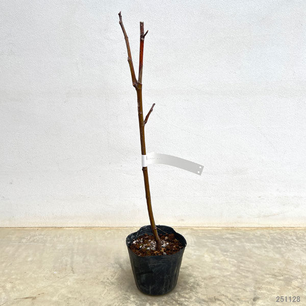 イチジク:カロン4~5号ポット