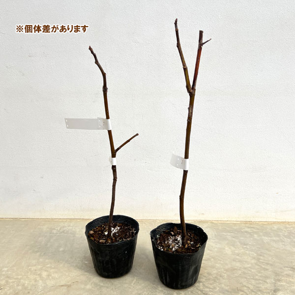 イチジク:カロン4~5号ポット