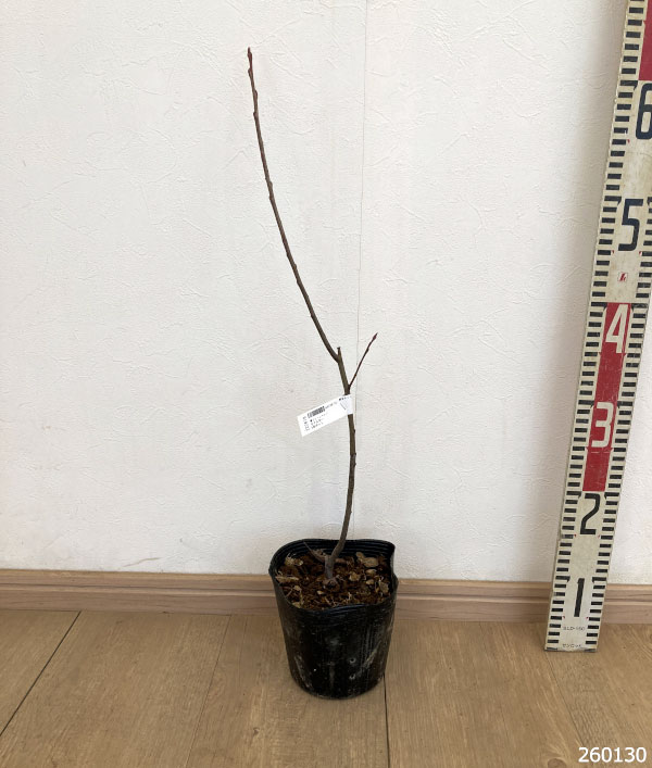 ジューンベリー:ラマルキー5号ポット