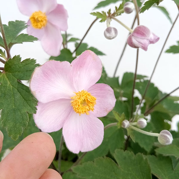 シュウメイギク(夏咲き秋明菊):アーリーオータム3.5号ポット