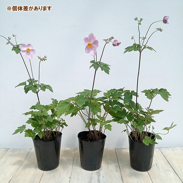 シュウメイギク(夏咲き秋明菊):アーリーオータム3.5号ポット