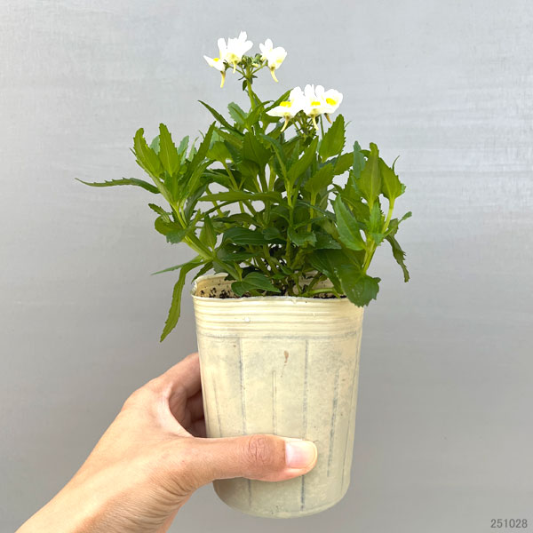 ネメシア：スイート クリームパイ3.5号ポット