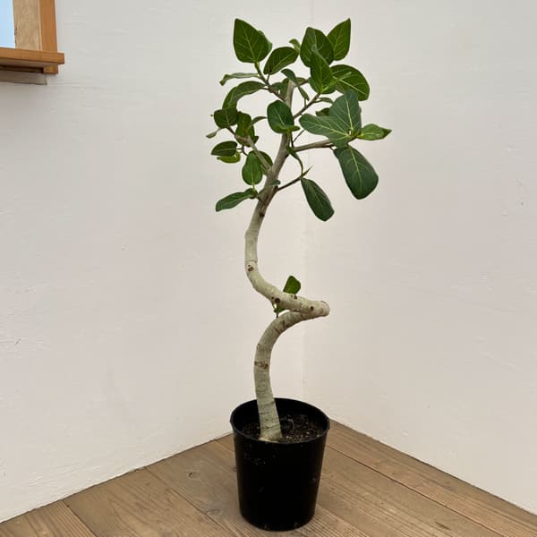 [送料無料]フィカス：ベンガレンシス（曲げ仕立て）7号鉢植え　10号鉢カバー付き(アートストーン ラウンド グレー)*　