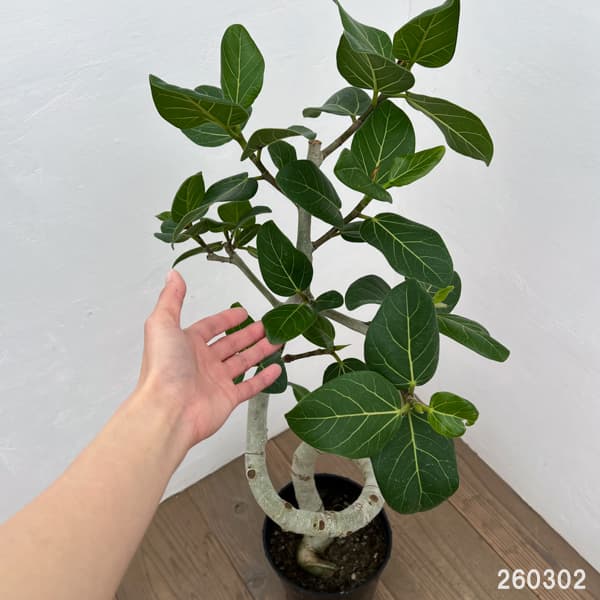 [送料無料]フィカス：ベンガレンシス（曲げ仕立て）7号鉢植え　10号鉢カバー付き(アートストーン ラウンド グレー)*　