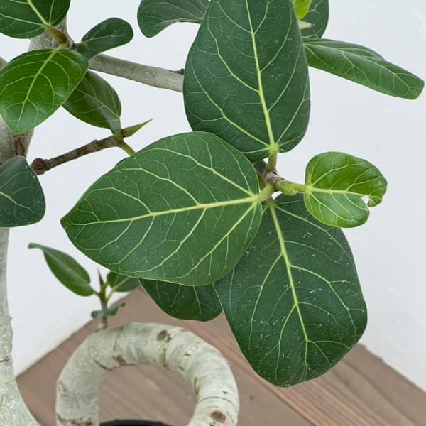 [送料無料]フィカス：ベンガレンシス（曲げ仕立て）7号鉢植え　10号鉢カバー付き(アートストーン ラウンド グレー)*　