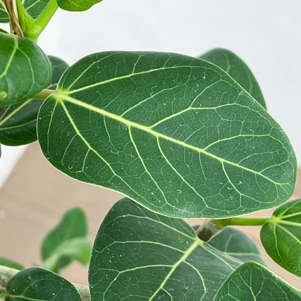 [送料無料]フィカス：ベンガレンシス（曲げ仕立て）7号鉢植え　10号鉢カバー付き(アートストーン ラウンド グレー)*　