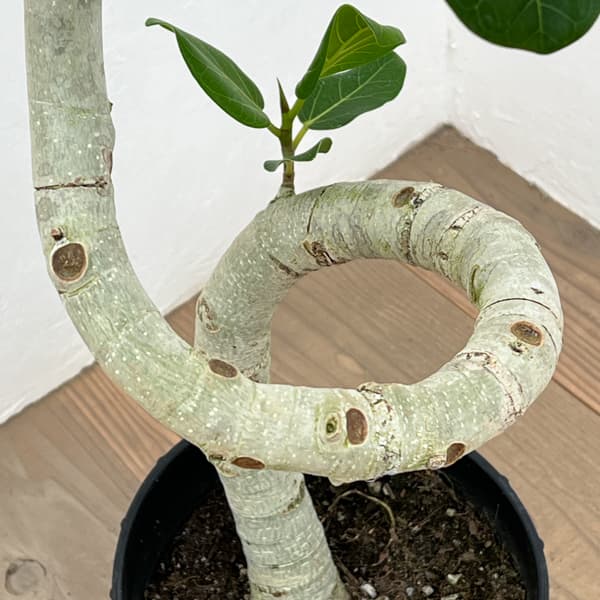 [送料無料]フィカス：ベンガレンシス（曲げ仕立て）7号鉢植え　10号鉢カバー付き(アートストーン ラウンド グレー)*　