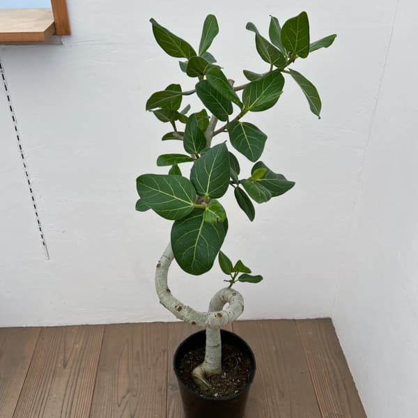 [送料無料]フィカス：ベンガレンシス（曲げ仕立て）7号鉢植え　10号鉢カバー付き(アートストーン ラウンド グレー)*　