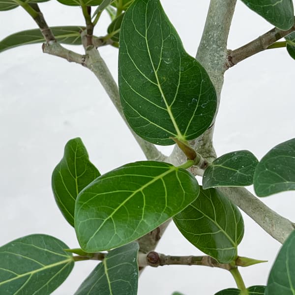 [送料無料]フィカス：ベンガレンシス（曲げ仕立て）7号鉢植え　10号鉢カバー付き(アートストーン ラウンド グレー)*　