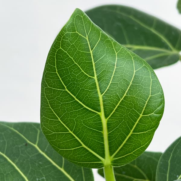 [送料無料]フィカス：ベンガレンシス（曲げ仕立て）7号鉢植え　10号鉢カバー付き(アートストーン ラウンド グレー)*　