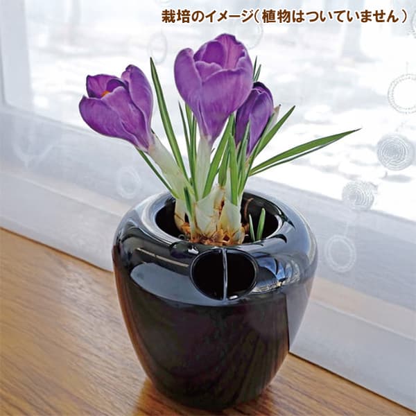 水栽培用ポット:VASEベース シングルスモークブラック(球根1球用)1個