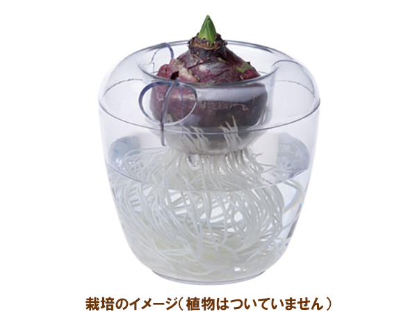 水栽培用ポット:VASEベース シングルクリア(球根1球用)1個