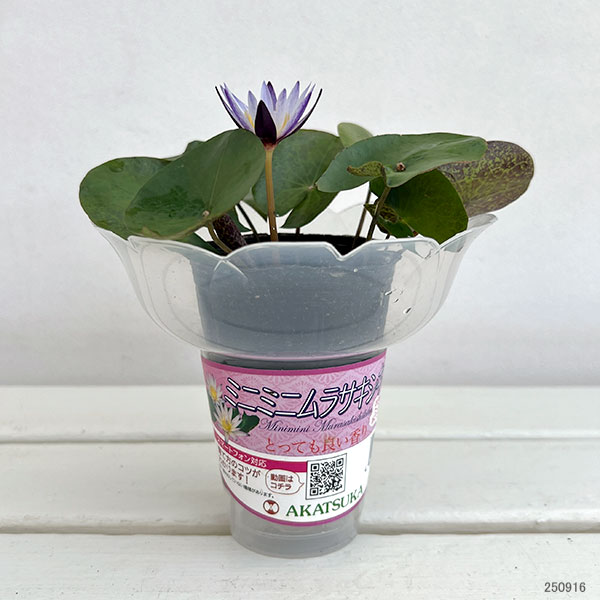 熱帯スイレン:ミニミニムラサキシキブフラッペカップ入り