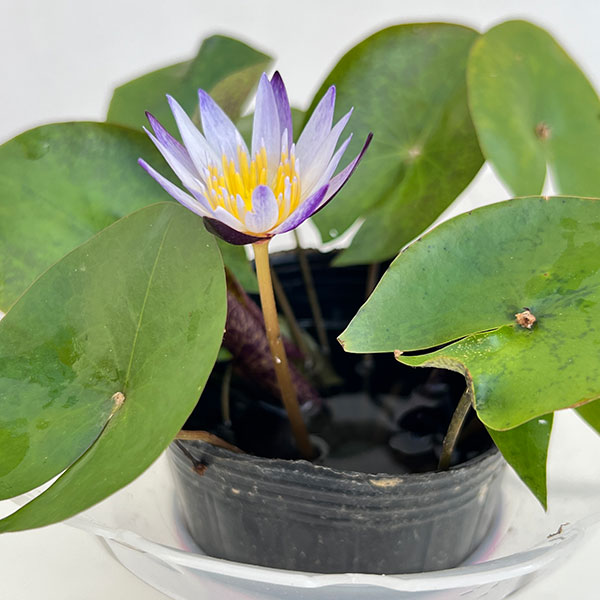 熱帯スイレン:ミニミニムラサキシキブフラッペカップ入り