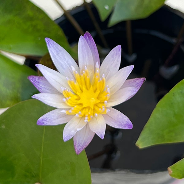 熱帯スイレン:ミニミニムラサキシキブフラッペカップ入り