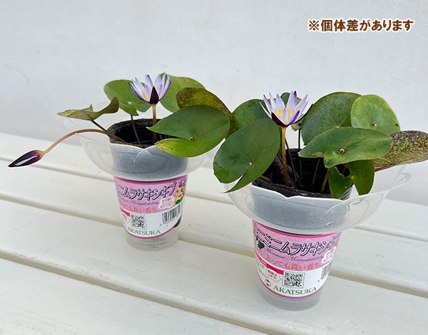 熱帯スイレン:ミニミニムラサキシキブフラッペカップ入り