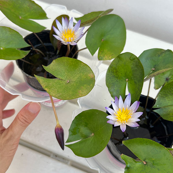 熱帯スイレン:ミニミニムラサキシキブフラッペカップ入り