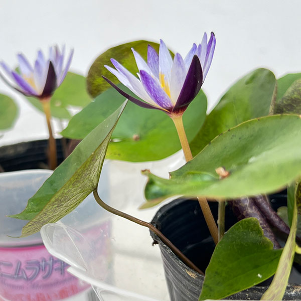 熱帯スイレン:ミニミニムラサキシキブフラッペカップ入り