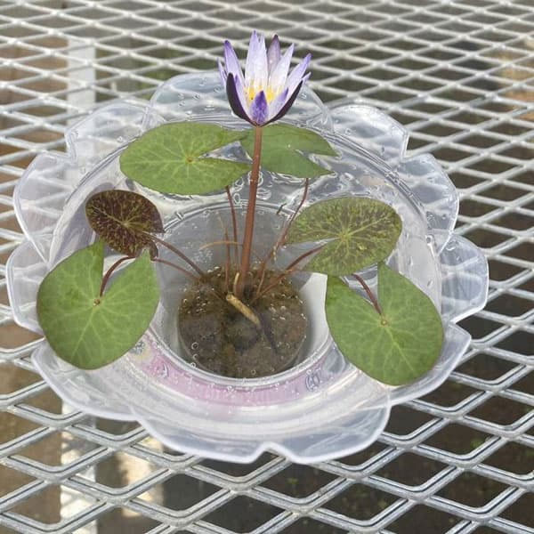 熱帯スイレン:ミニミニムラサキシキブフラッペカップ入り