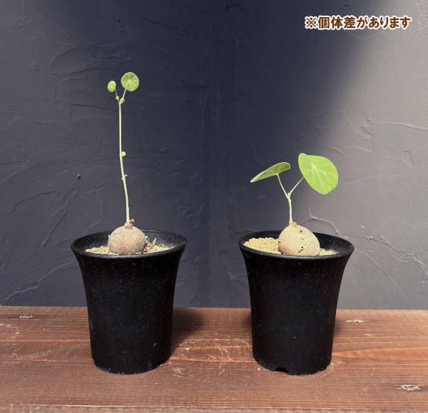 ステファニア：エレクタ　3号鉢植え