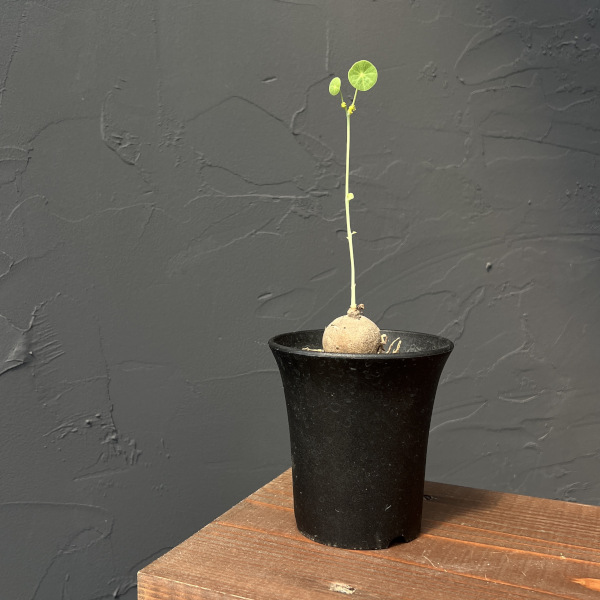 ステファニア：エレクタ　3号鉢植え
