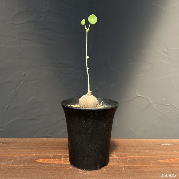 ステファニア：エレクタ　3号鉢植え