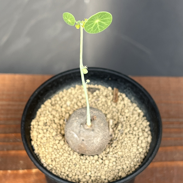 ステファニア：エレクタ　3号鉢植え