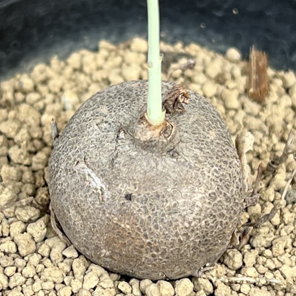 ステファニア：エレクタ　3号鉢植え