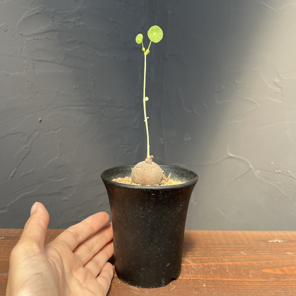 ステファニア：エレクタ　3号鉢植え