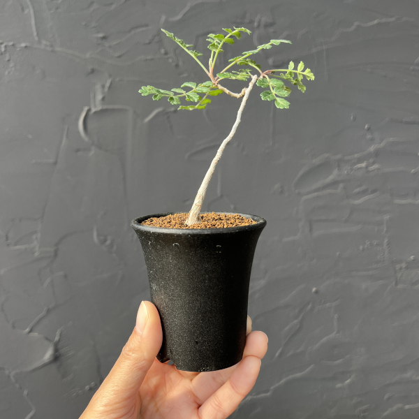 パキコルムス：ディスカラー（象の木）　2.5号鉢植え