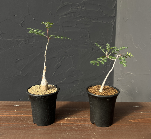 パキコルムス：ディスカラー（象の木）　2.5号鉢植え