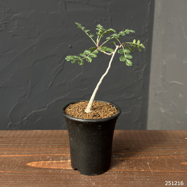 パキコルムス：ディスカラー（象の木）　2.5号鉢植え