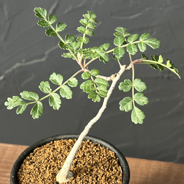 パキコルムス：ディスカラー（象の木）　2.5号鉢植え