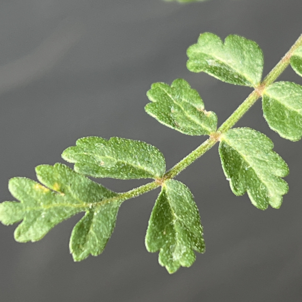 パキコルムス：ディスカラー（象の木）　2.5号鉢植え