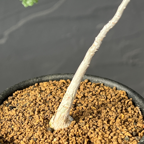 パキコルムス：ディスカラー（象の木）　2.5号鉢植え