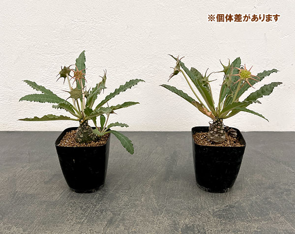 ドルステニア:ホルウッディ 2.5号鉢植え