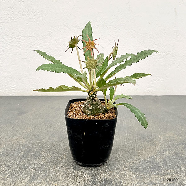 ドルステニア:ホルウッディ 2.5号鉢植え