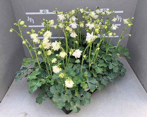 オダマキ：グリーンアップル3-3.5号ポット*