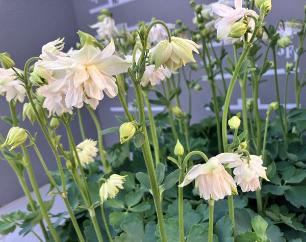 オダマキ：グリーンアップル3-3.5号ポット*