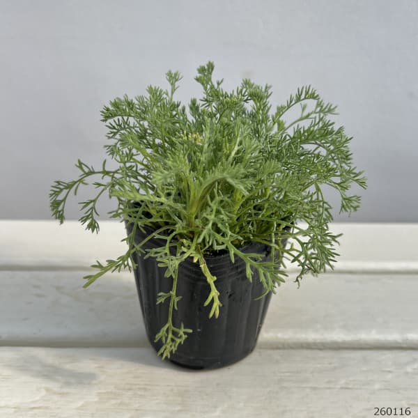 コツラ:ピッコリノ3号ポット