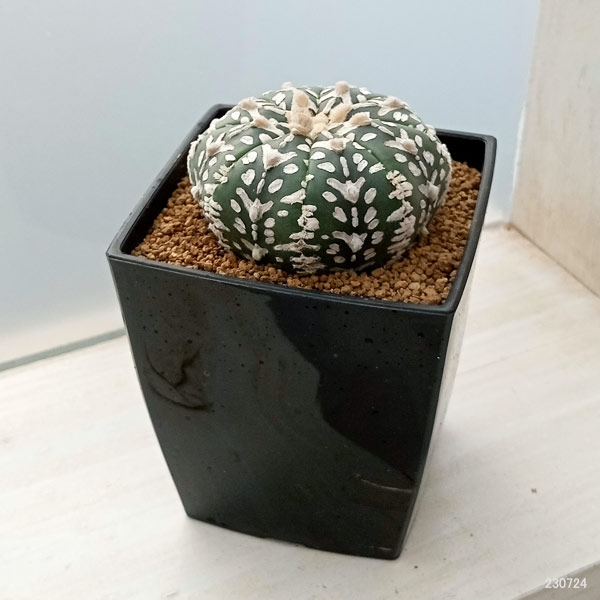 園芸ネット本店｜アストロフィツム：スーパーカブト Vタイプ 7cm角鉢23