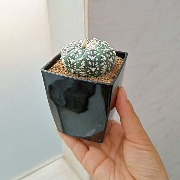 園芸ネット本店｜アストロフィツム：スーパーカブト Vタイプ 7cm角鉢23