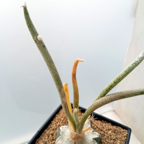 希少❗️斑入り❗️アストロフィツム　カプトメデューサ✨ アストロフィツム：カプトメデューサ 斑入り 3.5号鉢植え の通販