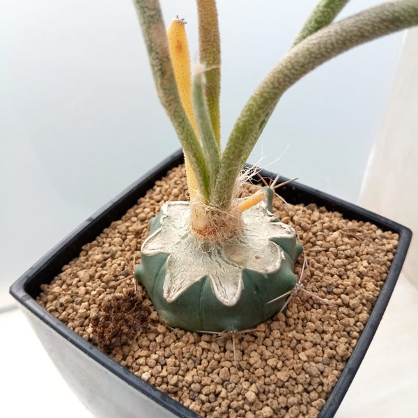 希少❗️斑入り❗️アストロフィツム　カプトメデューサ✨ アストロフィツム カプトメデューサ 斑入り | GREEN LUCK