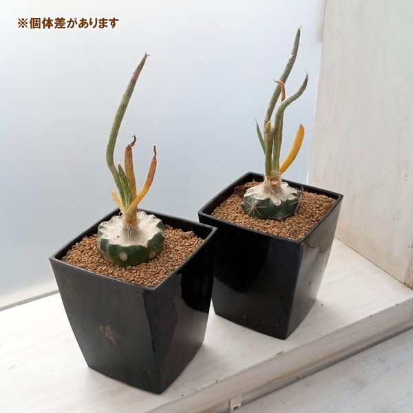 希少❗️斑入り❗️アストロフィツム　カプトメデューサ✨ アストロフィツム：カプトメデューサ 斑入り 3.5号鉢植え の通販