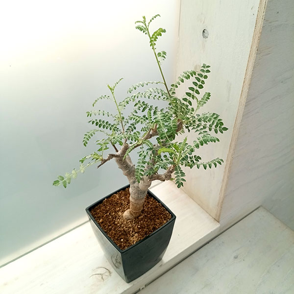 園芸ネット本店｜[ザ・ファームセレクト]ボスウェリア：ネグレクタ 8.5