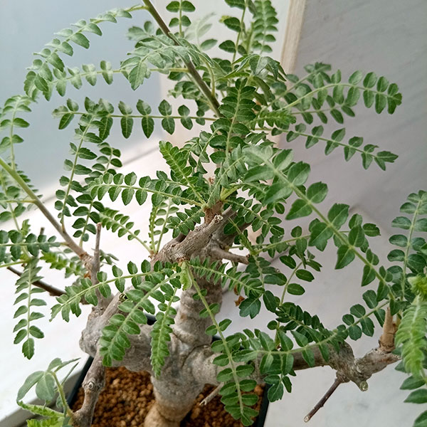 ザ・ファームセレクト]ボスウェリア：ネグレクタ 8.5cm角鉢23-01 の