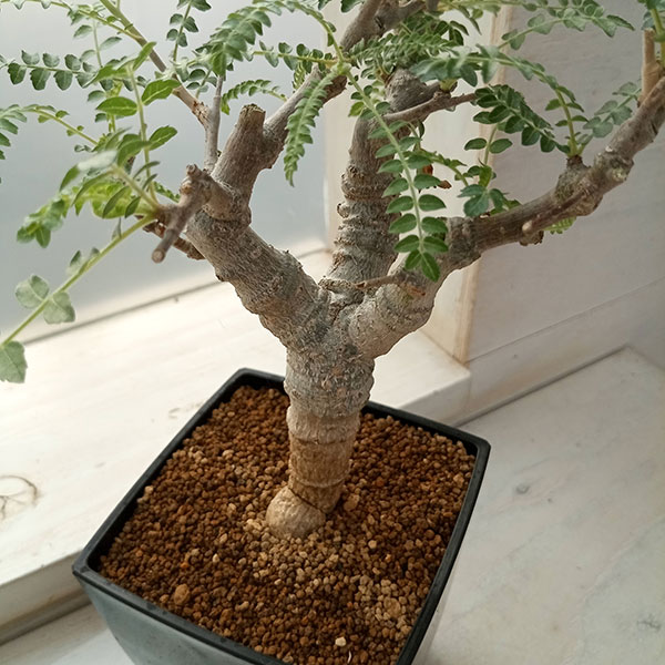 ザ・ファームセレクト]ボスウェリア：ネグレクタ 8.5cm角鉢23-01 の